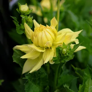 Dahlia 'Trooper Dan'
