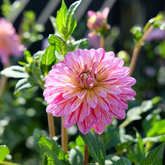 Dahlia 'Tropical'