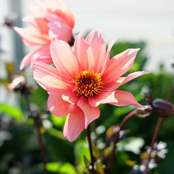 Dahlia 'Waltzing Mathilda'