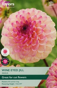 Dahlia Wine Eyed Jill