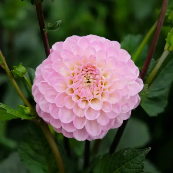 Dahlia 'Wizard of Oz'