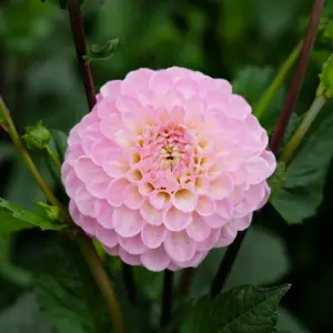 Dahlia 'Wizard of Oz'