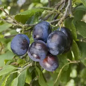 Damson (Prunus) 'Merryweather' VVA-1 - image 1