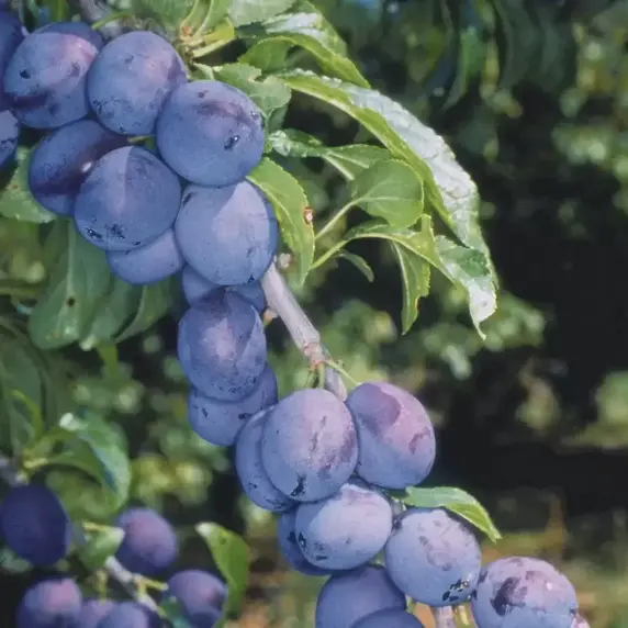 Damson 'Shropshire Prune' St. Julien 'A'