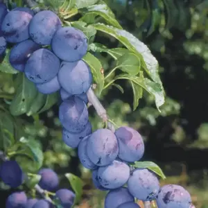 Damson 'Shropshire Prune' St. Julien 'A'