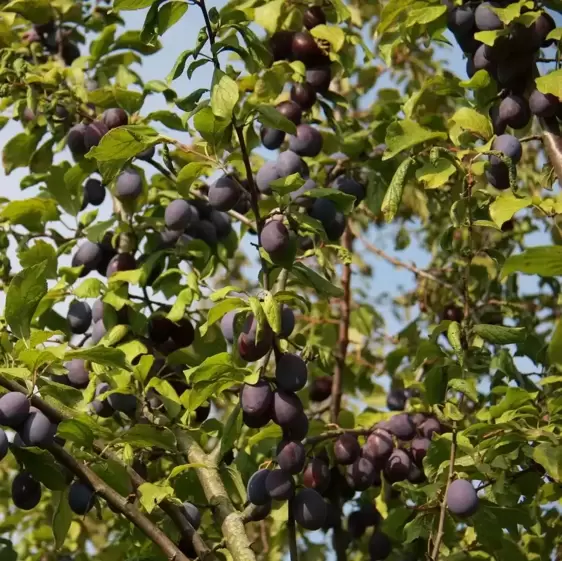 Damson (Prunus) 'Sweet Prune' St. Julien 'A'