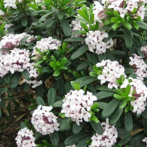 Daphne x transatlantica 'Eternal Fragrance' 3L