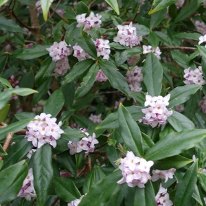 Daphne bholua 'Jacqueline Postill' 2L - image 2