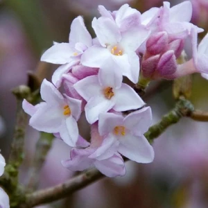 Daphne bholua 'Jacqueline Postill' 2L - image 1