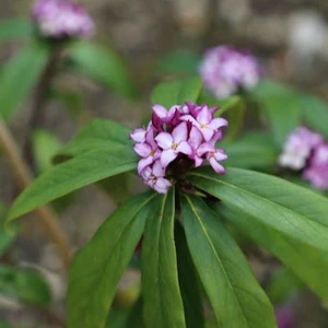 Daphne 'Mary Rose'
