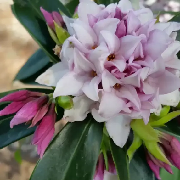 Daphne 'Perfume Princess' ™ - © Copyright - Anthony Tesselaar Plants