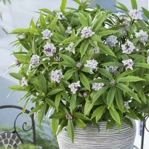 Daphne 'Perfume Princess' ™ - © Copyright - Anthony Tesselaar Plants