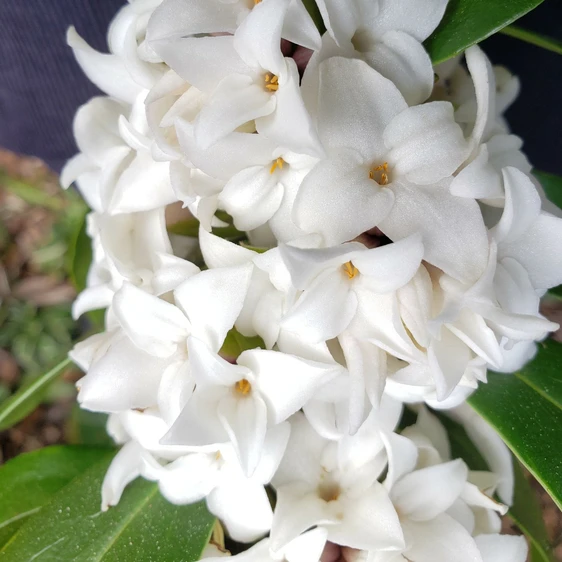 Daphne 'Perfume Princess' ™ - © Copyright - Anthony Tesselaar Plants