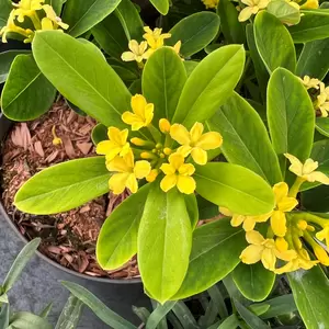 Daphne gemmata 'Royal Crown' 1L - image 1