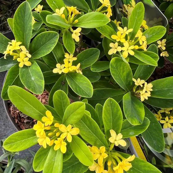 Daphne gemmata 'Royal Crown' 1L - image 2