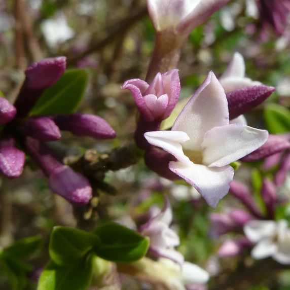 Daphne tangutica