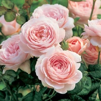 David Austin® Roses