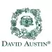 David Austin® Roses
