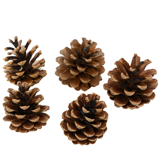 Decorative Pinecone Pack - Small Cones