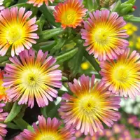 Delosperma