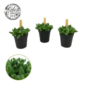 Delosperma echinatum 'Bambino'