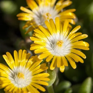 Delosperma congestum 1L - image 1