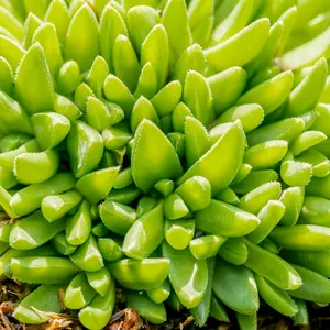 Delosperma congestum 1L - image 2