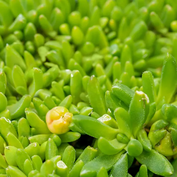 Delosperma congestum 'Album'