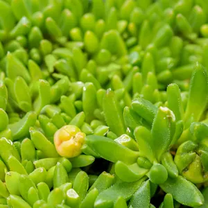 Delosperma congestum 'Album'