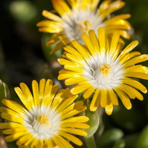 Delosperma congestum 'Gold Nugget' - image 1