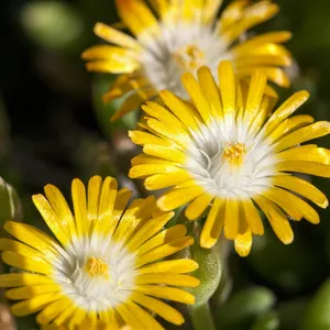 Delosperma congestum 'Gold Nugget' - image 1