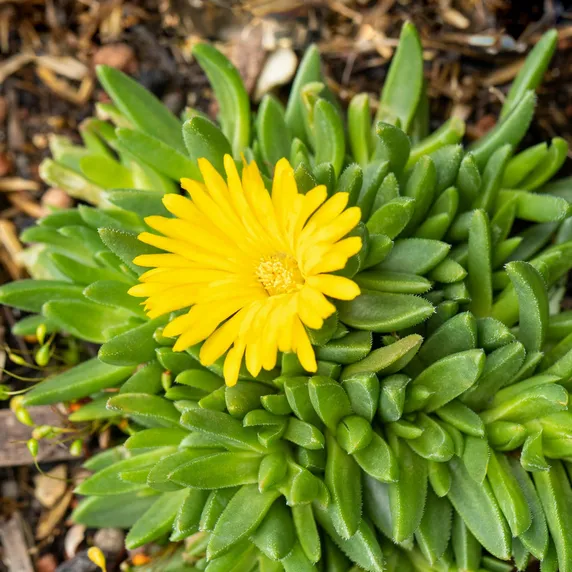 Delosperma congestum 'Gold Nugget' - image 2