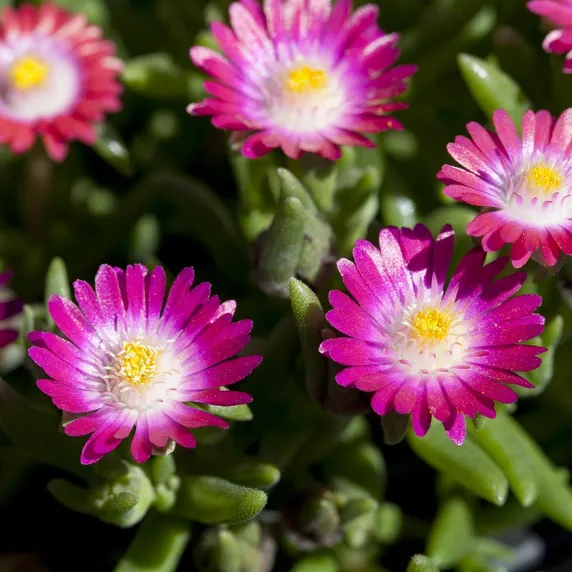 Delosperma cooperi 9cm - image 1