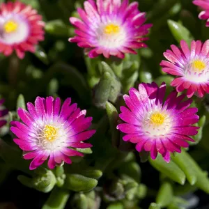 Delosperma cooperi 9cm - image 1
