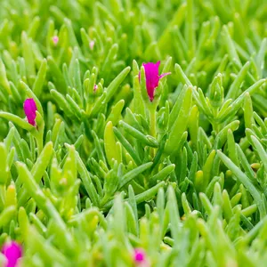 Delosperma cooperi 9cm - image 2