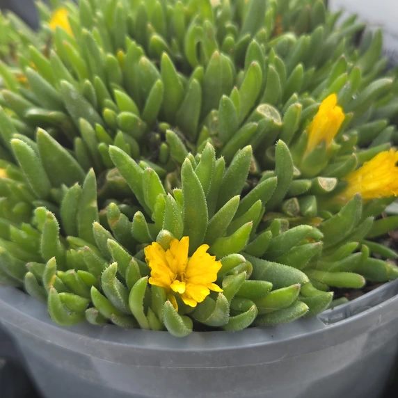 Delosperma cooperi Yellow 1L