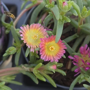 Delosperma cooperi 'Delmara Pink Halo'