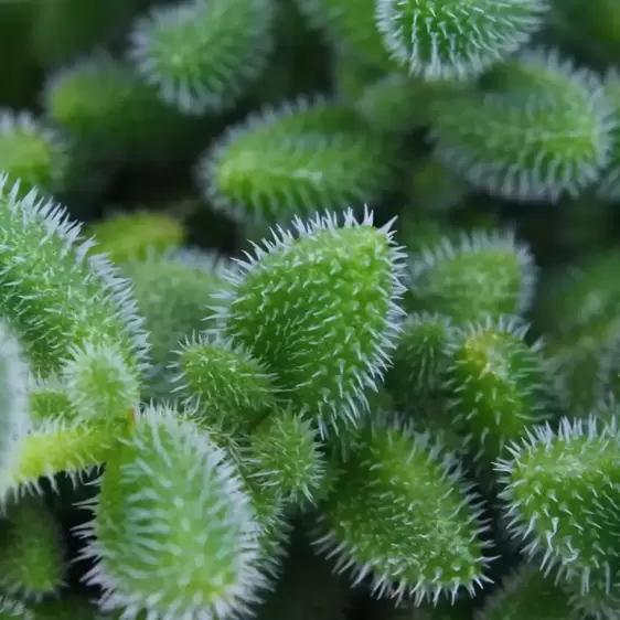 Delosperma echinatum - Pickle Plant 12cm - image 1