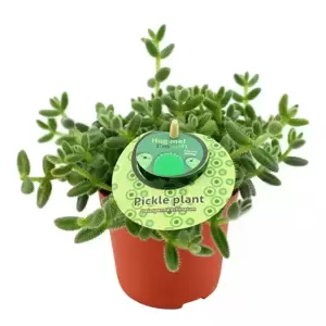 Delosperma echinatum - Pickle Plant 12cm - image 2