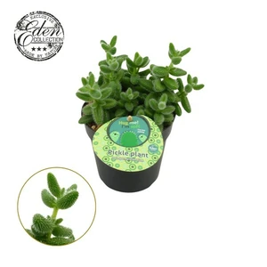 Delosperma echinatum 'Englisch'