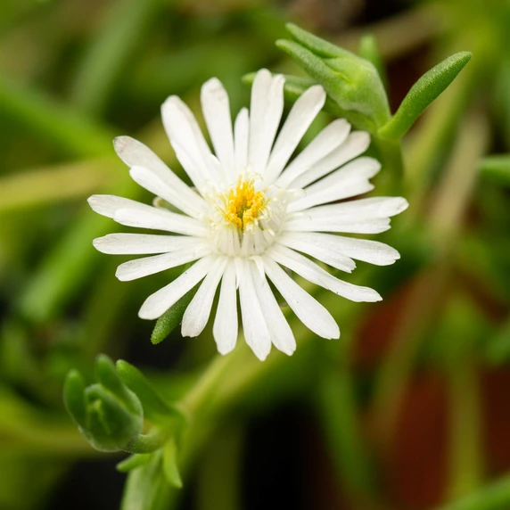 Delosperma 'Lido White'