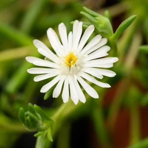 Delosperma 'Lido White'