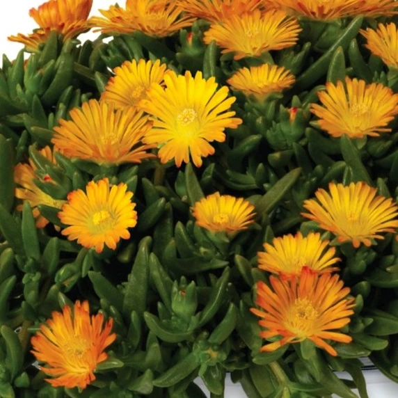 Delosperma cooperi 'Solstice Orange'