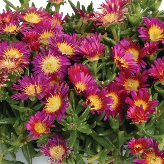 Delosperma cooperi 'Solstice Purple'