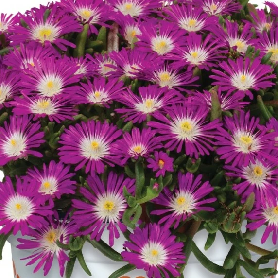 Delosperma cooperi 'Solstice Purple Bicolour'