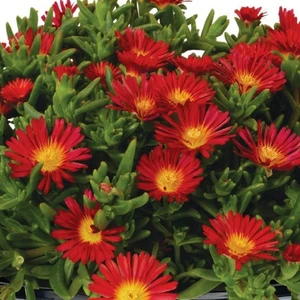Delosperma cooperi 'Solstice Red'
