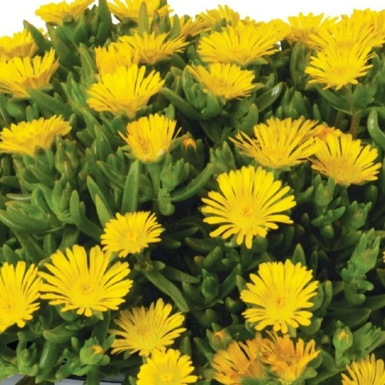 Delosperma cooperi 'Solstice Yellow'