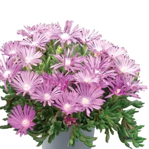 Delosperma sutherlandii 9cm