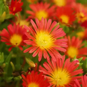 Delosperma 'Wheels of Wonder Fire Wonder'
