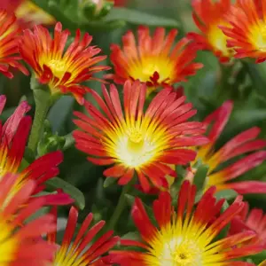 Delosperma 'Wheels of Wonder Fire Wonder' - image 3